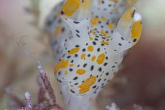 DSC_6796-scaled