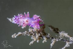 DSC_6842-scaled