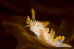 DSC_9709-scaled