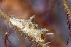 DSC_9991-scaled