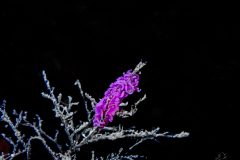 IMG_1326-scaled