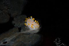 IMG_1453-scaled