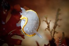 IMG_2994-scaled