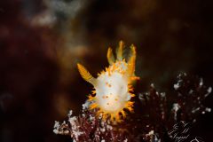 IMG_3494-scaled