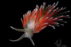 IMG_3716-scaled
