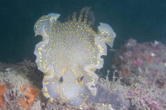 DSC_4764-scaled