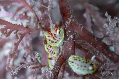 DSC_4776-scaled