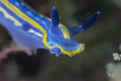 DSC_4799-scaled