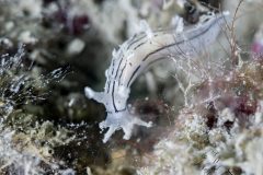 DSC_4816-scaled