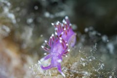 DSC_4819-scaled
