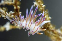 DSC_4909-scaled