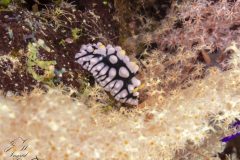 DSC_7332-scaled