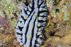 DSC_7475-scaled