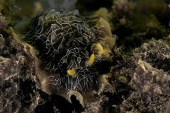 DSC_8239-scaled