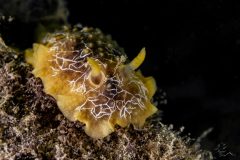 DSC_8350-scaled