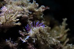 IMG_5603-scaled