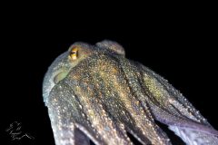 DSC_4873-scaled