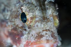 DSC_4889-scaled