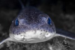 DSC_6387-scaled