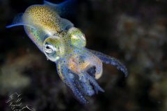 DSC_6459-scaled