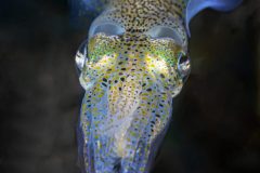 DSC_6462-scaled