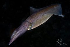 DSC_6511-scaled