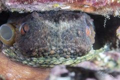 DSC_6818-scaled