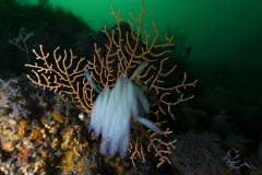 DSC_7882-scaled