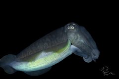 DSC_8108-scaled