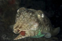 DSC_8421-scaled