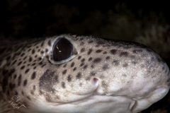 DSC_8457-scaled