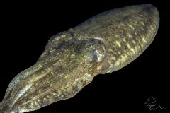 DSC_8565-scaled