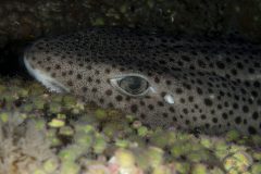 DSC_8728-scaled