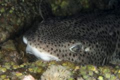 DSC_8730-scaled