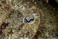 DSC_9009-scaled