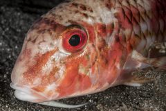 DSC_9057-scaled