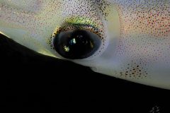 IMG_5145-scaled