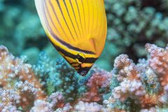 DSC_2025-scaled