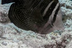 DSC_6990-scaled