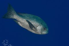 DSC_7033-scaled