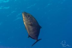 DSC_7035-scaled