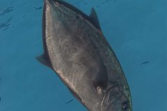 DSC_7036-scaled