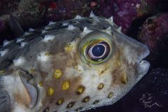 DSC_7102-scaled