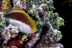DSC_7106-scaled