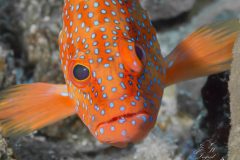DSC_7148-scaled