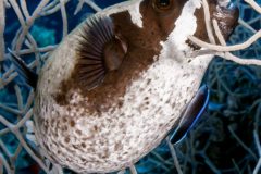 DSC_7311-scaled