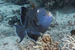 DSC_7318-scaled