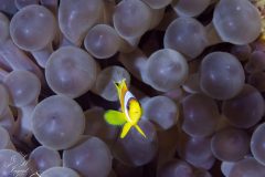 DSC_7339-scaled