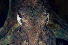 DSC_8250-scaled