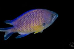P6080278-scaled
